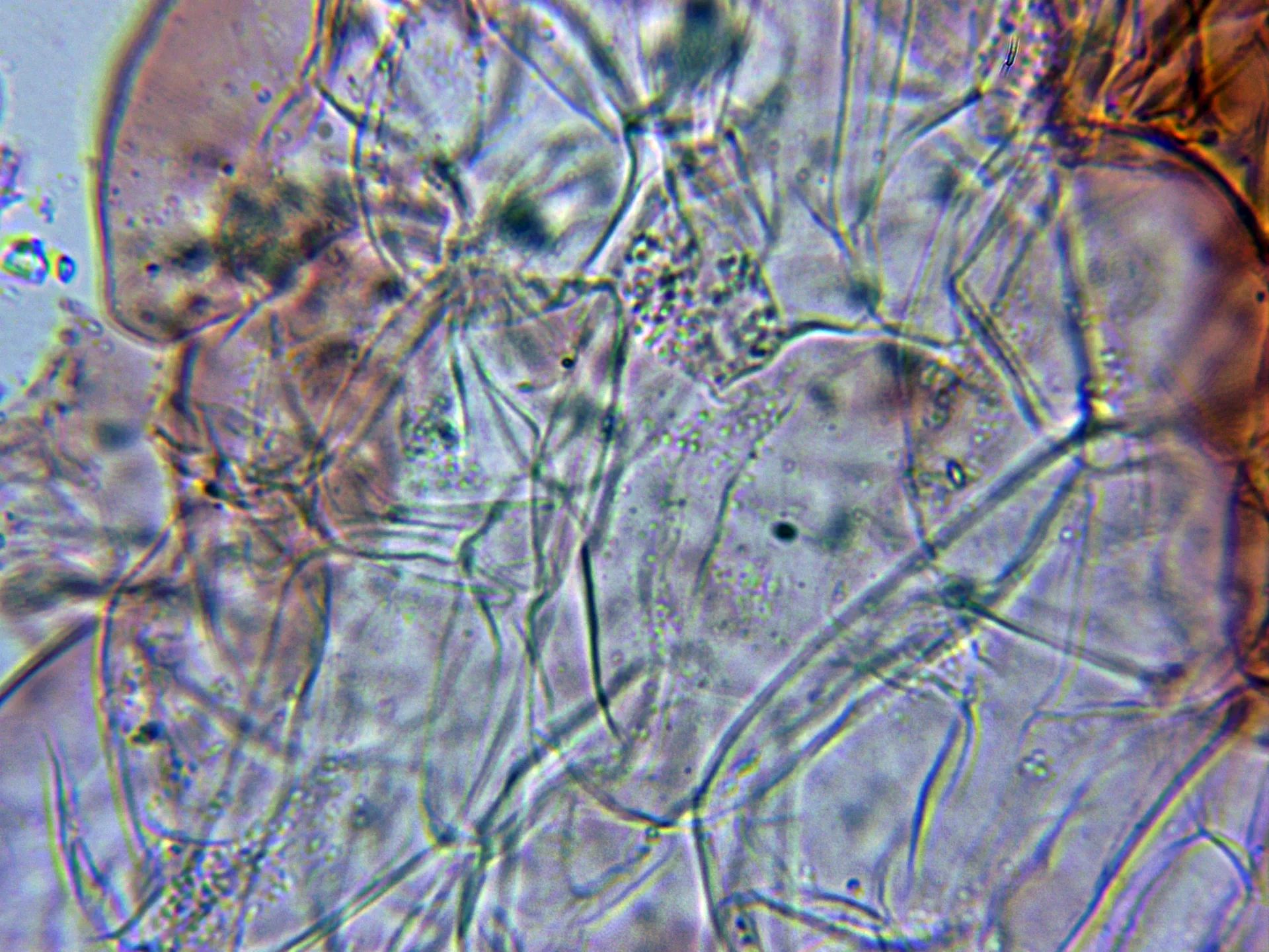 Microscopía de Mycena tenerrima - 6 - Contexto